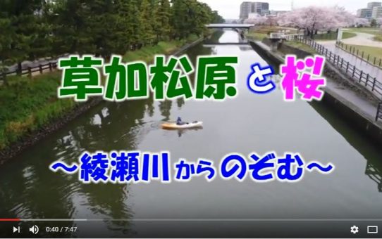 【動画】草加松原と桜～綾瀬川からのぞむ～