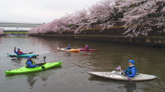 満開の桜花の下、綾瀬川の浮遊ゴミ回収をする草加パドラーズの会員たち・・・