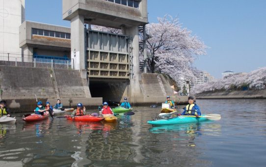 綾瀬川に春が到来 満開の桜とゴミ拾い